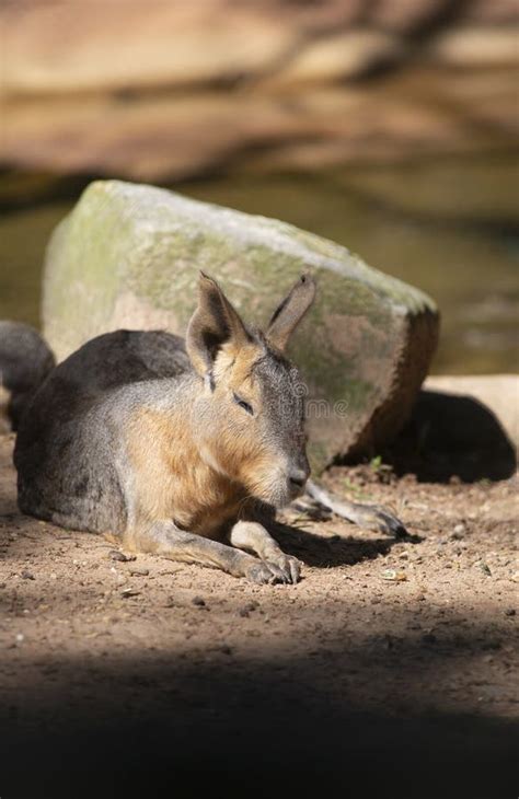 Rock Cavy (Kerodon Rupestris) Sitting On A Wooden Board Stock Image ...