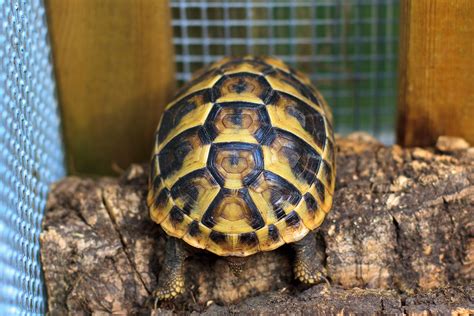 TIL A tortoise, Adwaita, lived to 255. To put it into perspective, he ...