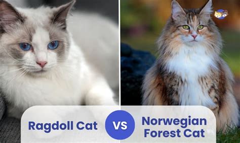 Ragdoll Cat Vs Norwegian Forest Cat Comparison