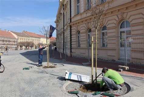 Posađene prve sadnice na novom Zrinskom trgu Komunalac