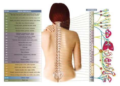 La Columna Vertebral