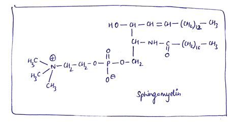 [Solved] Draw the chemical structure of the sphingomyelin that could be ...