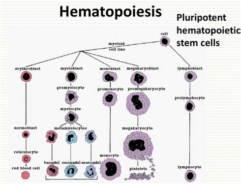 Haematology Flashcards Quizlet