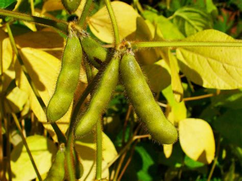 Alergia A Legumbres Sanialergia