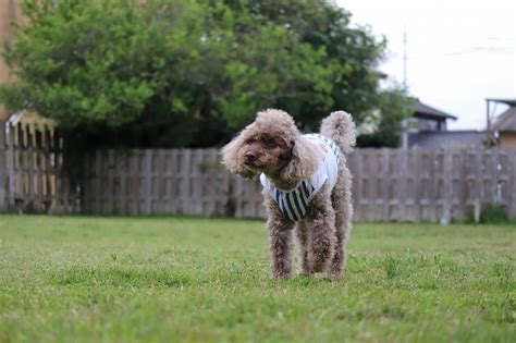 降ったりやんだり｜宮崎のドッグランはdogrun Sol