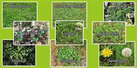 Weeds In Minnesota Most Common Capital Lawn Care