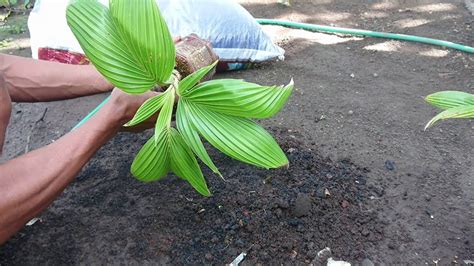 Ganti Media Tanam Bonsai Kelapa Youtube