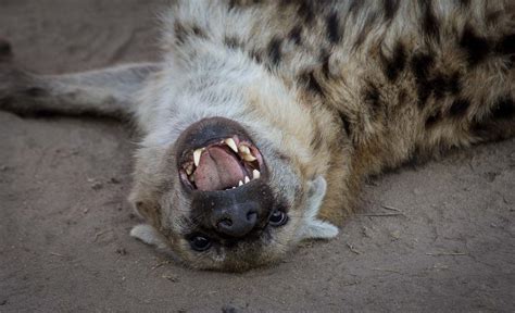 Wild dog vs Hyena | Sabi Sabi Private Game Reserve Blog