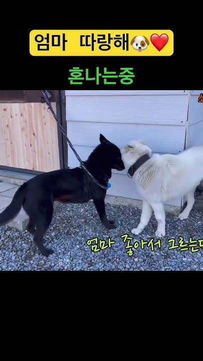 엄마 따랑해🐶 ️ 영월해리네 강아지 강아지일상 진돗개 Youtube