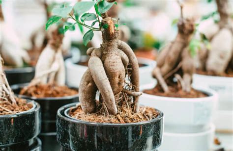 Ficus Ginseng Bonsai – How to Grow and Care Guide - Sumo Gardener