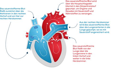 Vorhof Rechte Herzkammern