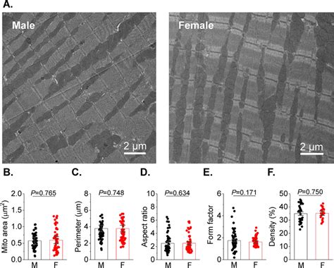 Absence Of Sex‐related Differences In Mitochondrial Counts And