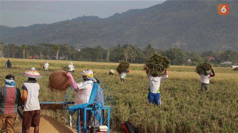 Curhatan Petani Gorontalo Menanti Hujan Di Tengah Krisis Perubahan