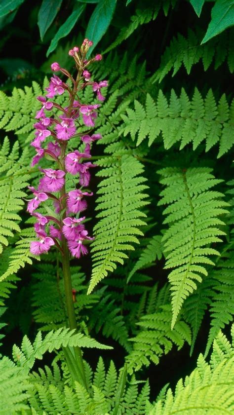 Fern and flower iPhone Wallpapers Free Download