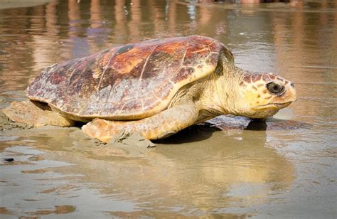 Salviamo Le Tartarughe Del Mediterraneo Il Lavoro Di Life Medturtles