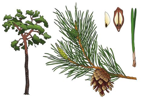 Habitus Of The Tree Branch Needle Cone And Seed Of Scots Pine