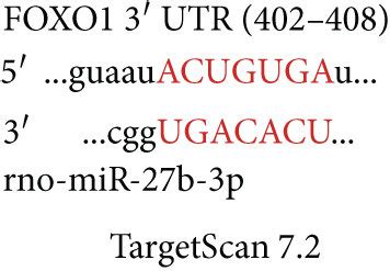 Mir B P In Hypoxic Cmec Derived Exosomes Attenuates H R Induced