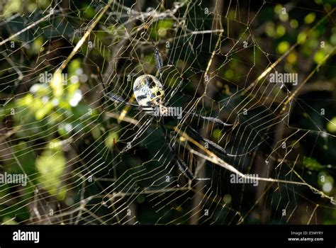 Butter spider or black and yellow banded spider a australis hi-res ...