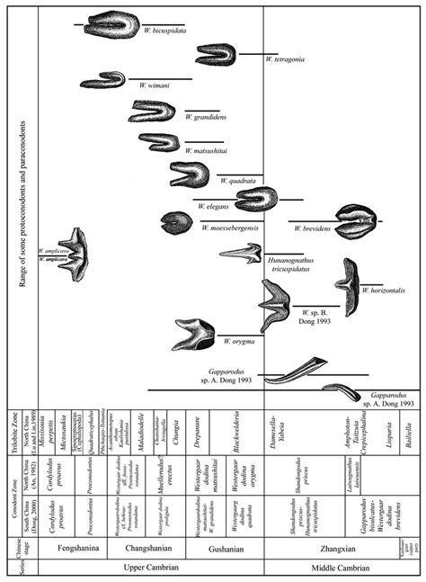 Chart Showing Some Evolutionary Trends In The Morphology Of Cambrian