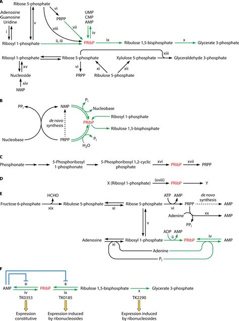 Pribp Containing Pathways And Their Regulation Pribp Is Shown In Red