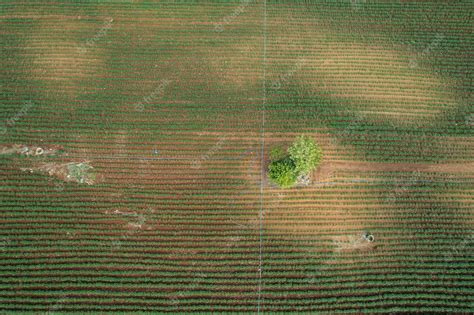 Premium Photo Aerial View From Flying Drone Of Field Rice With