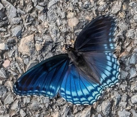 Red Spotted Admiral Butterfly David Rosenthal Flickr