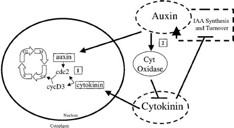 Auxin Cytokinin Cross Talk In Plant Cells Cytokinin And Auxin Regulate