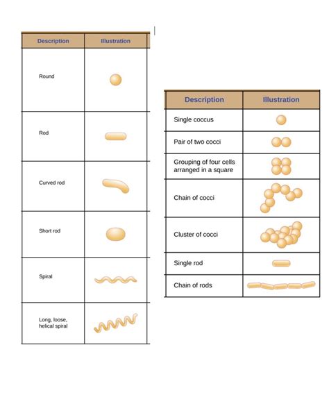 Bacteria Shape And Arrangement Diagram Quizlet