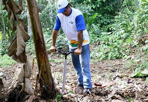 Embrapa Apresenta Novo Equipamento Para Desperfilhar Bananeiras Idam