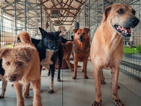 Video of Dogs Being Rescued From San Diego Plane Crash Site Is Breaking