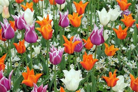 Tulipa Ballerina Lily Flowered Tulip