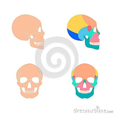 Human Skull Anatomy Vector Illustration Cartoondealer