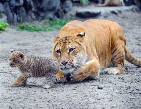 Liger Cubs Make Their Debut Photos - ABC News