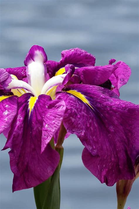 Japanese Iris Care 1 Complete Guide