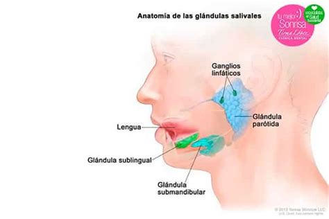 Glándulas salivales Tirma López Clínica Dental conoce su función