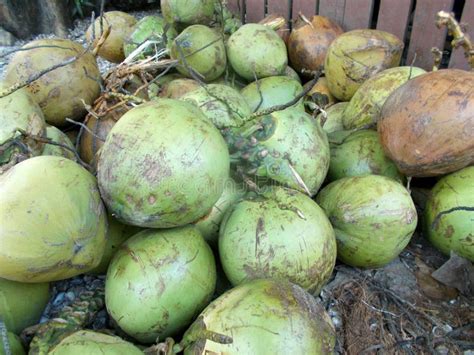 Green Coconuts On The Store Stock Photo Image Of Healthy Dieting