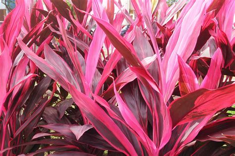 Cordyline Plant Care And Growing Guide Plantly