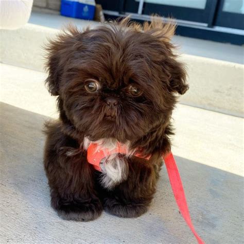 Brindle Shih Tzu: A Complete Guide To Shih Tzu Coat Colors