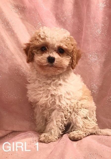 1 Year Old Cavapoo Puppy Dog For Sale In Norwich Norfolk Gumtree