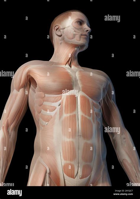 Male Body Anatomical Hi Res Stock Photography And Images Alamy