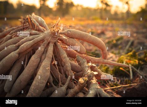 Cassava Roots Sustainable Agriculture Cassava Root In Tropical