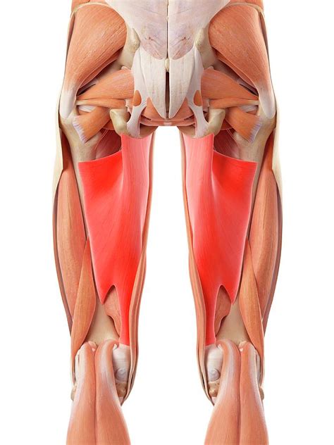 Leg Muscles Photograph By Sebastian Kaulitzki Science Photo Library