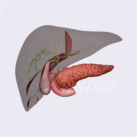 Intrahepatic Biliary Tree Biliary System Abdomen Anatomy App