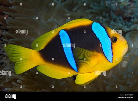 Amphiprion Clarkii Known Commonly As Clark S Anemonefish And