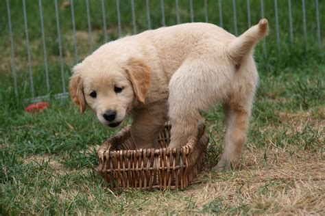 Golden Retriever Welpen Kosten Wichtige Fragen