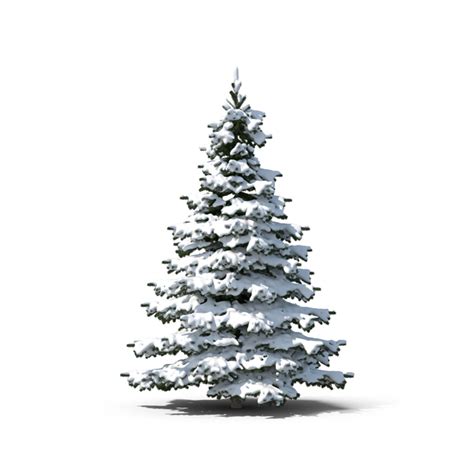 Evergreen Tree Covered in Snow PNG Images & PSDs for Download ...