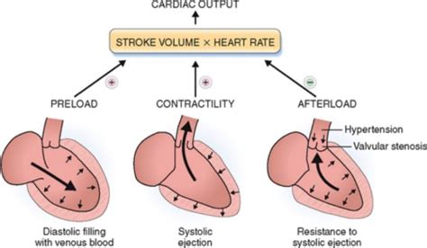 Cardiac Hemodynamics And Frank Starling Flashcards Quizlet