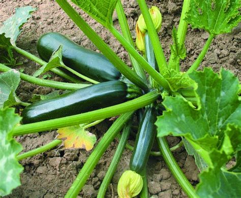 Courgette Green Bush 15 Vegetable Seeds Viridis Hortus