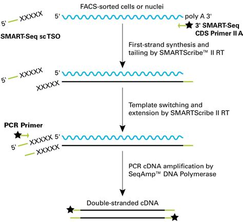 单细胞mrna全长分析smart Seq Mrna Single Cell Lp And Smart Seq Mrna Single Cell