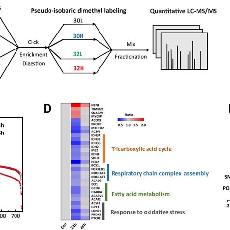 Revealing Mitochondrial Proteome Dynamics In LPS Stimulated Microglia